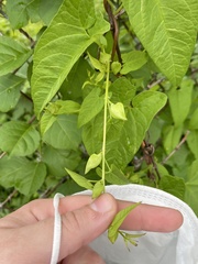 Calystegia silvatica fraterniflora