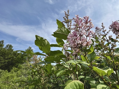 Japanese lilac (Syringa villosa)