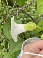 Calystegia silvatica fraterniflora