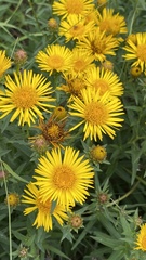 Pentanema salicinum