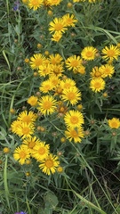 Pentanema salicinum