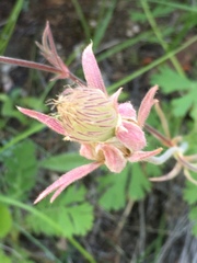 Geum triflorum