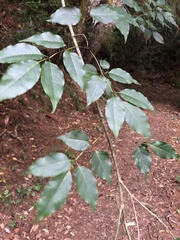 Fraxinus insularis