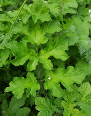 Heracleum sphondylium