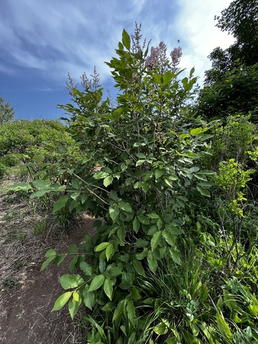 Image of Syringa villosa by (c) Yi CHEN, some rights reserved (CC BY)