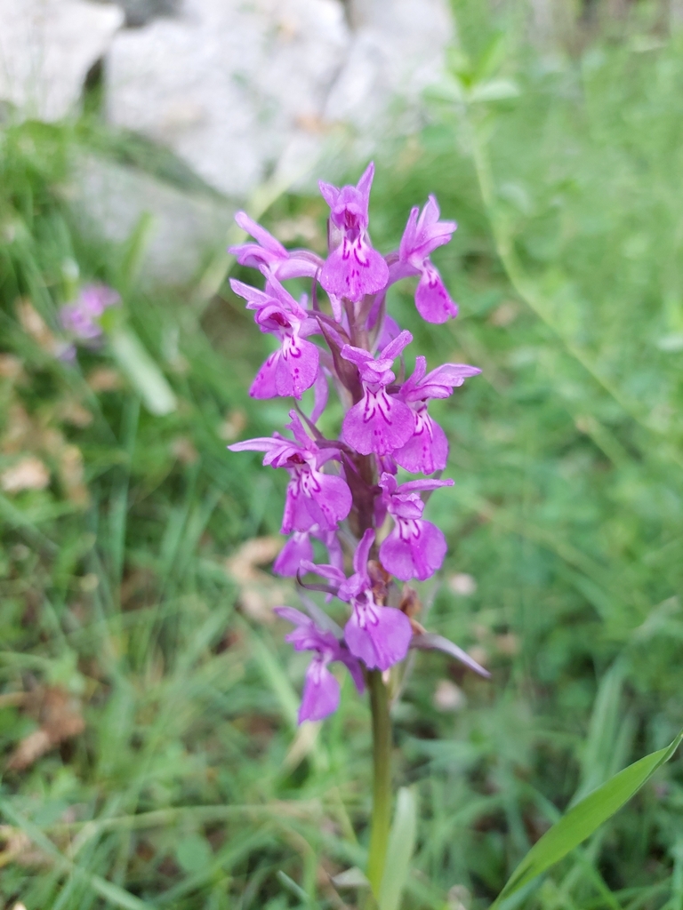 Dactylorhiza kafiriana Renz