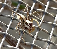 Oxyopes tridens