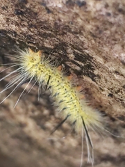 Lophocampa mixta