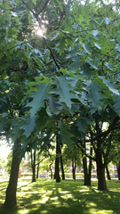 Quercus rubra