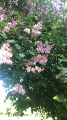 Syringa vulgaris