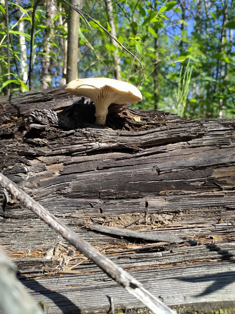 Neolentinus lepideus · June 2022 · photo: © naturalist33665 (iNaturalist, cc-by)