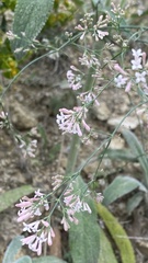 Asperula tenella