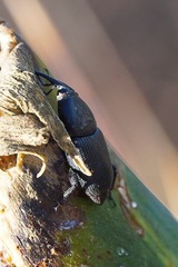 Scyphophorus yuccae