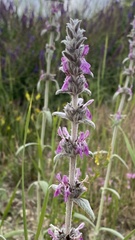 Stachys cretica