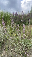 Stachys cretica