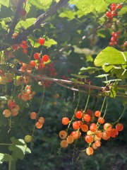 Ribes rubrum