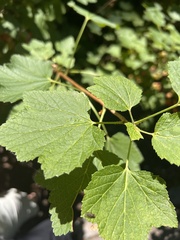 Ribes rubrum
