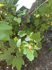 Ribes rubrum