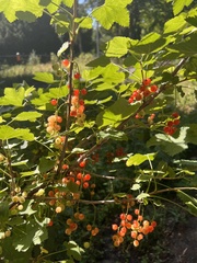 Ribes rubrum