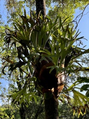 Platycerium alcicorne