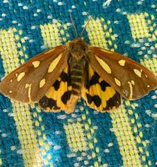 Arctia aulica