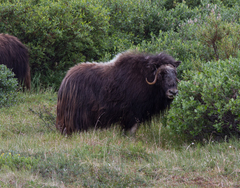 Ovibos moschatus
