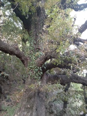 Quercus floribunda
