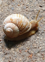 Helix pomatia