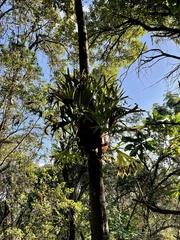 Platycerium alcicorne