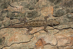 Hemidactylus bowringii