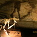 Thylacoleo carnifex - Photo (c) Sunil Savur, algunos derechos reservados (CC BY-SA)