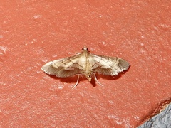 Cnaphalocrocis trebiusalis