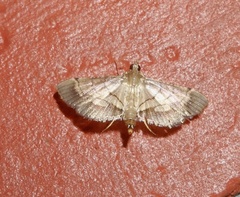 Cnaphalocrocis trebiusalis
