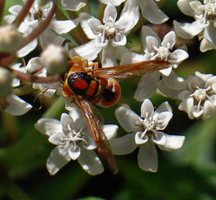 Euodynerus pratensis