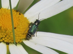 Cordylepherus viridis