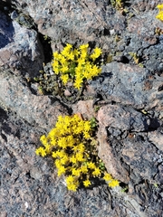 Sedum acre