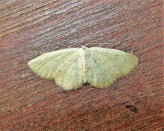 Idaea obsoletaria