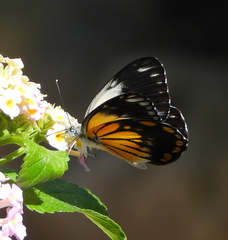Belenois java