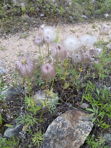 Image of Pulsatilla dahurica by (c) sergleb, some rights reserved (CC BY)