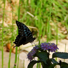 Graphium agamemnon