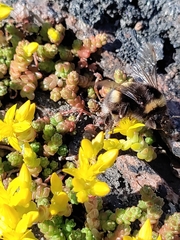 Bombus