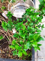 Myrtus communis