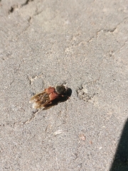 Platydracus stercorarius