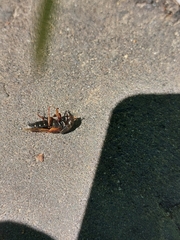Platydracus stercorarius