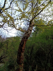 Betula alnoides
