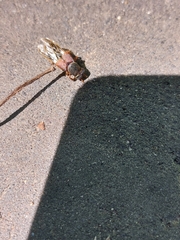 Platydracus stercorarius