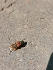 Platydracus stercorarius