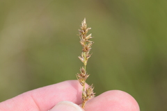 Carex prairea