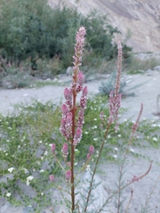 Myricaria bracteata