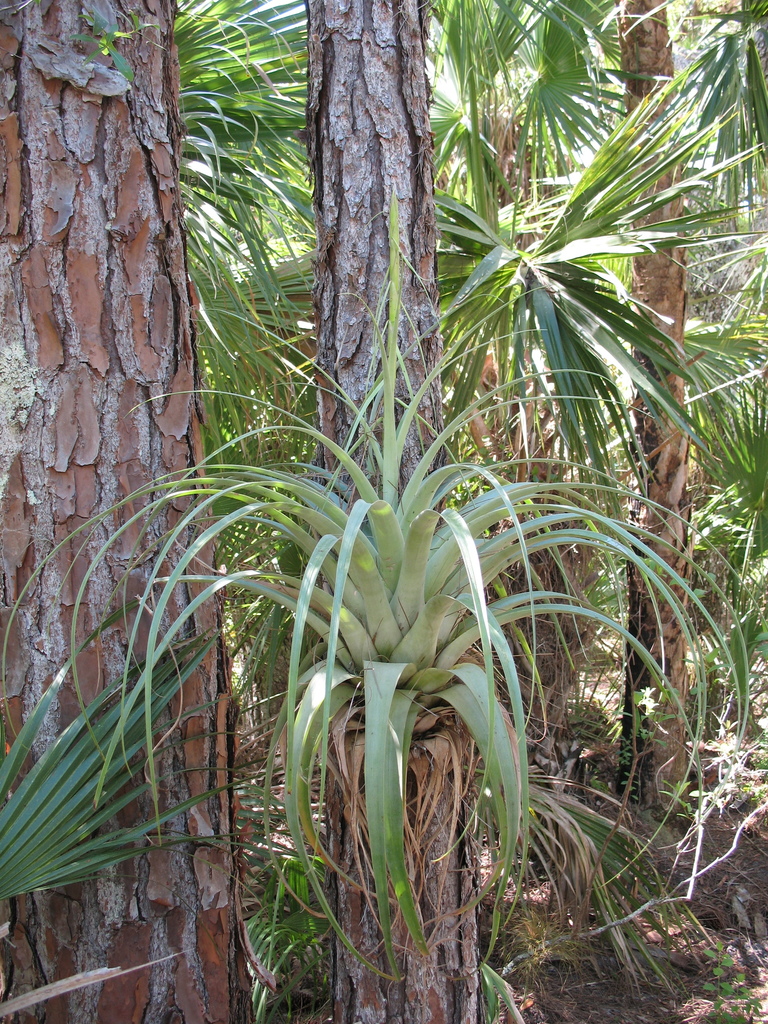 giant airplant (Plants of Anguilla)  iNaturalist